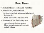 Bone Tissue Function