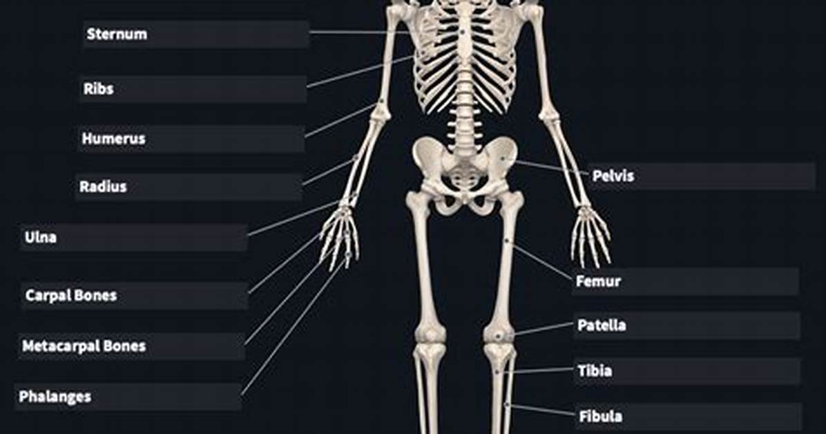 Bones