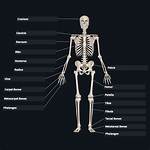 Bones