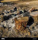 Bonfire Remains