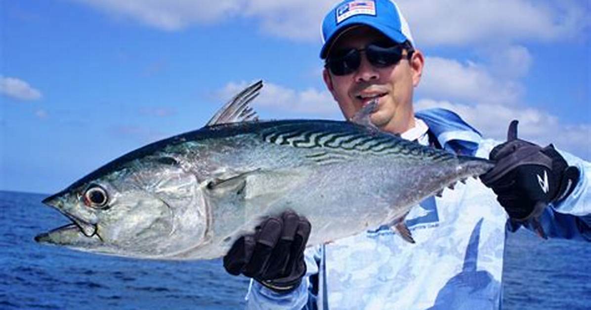 Bonito Fish