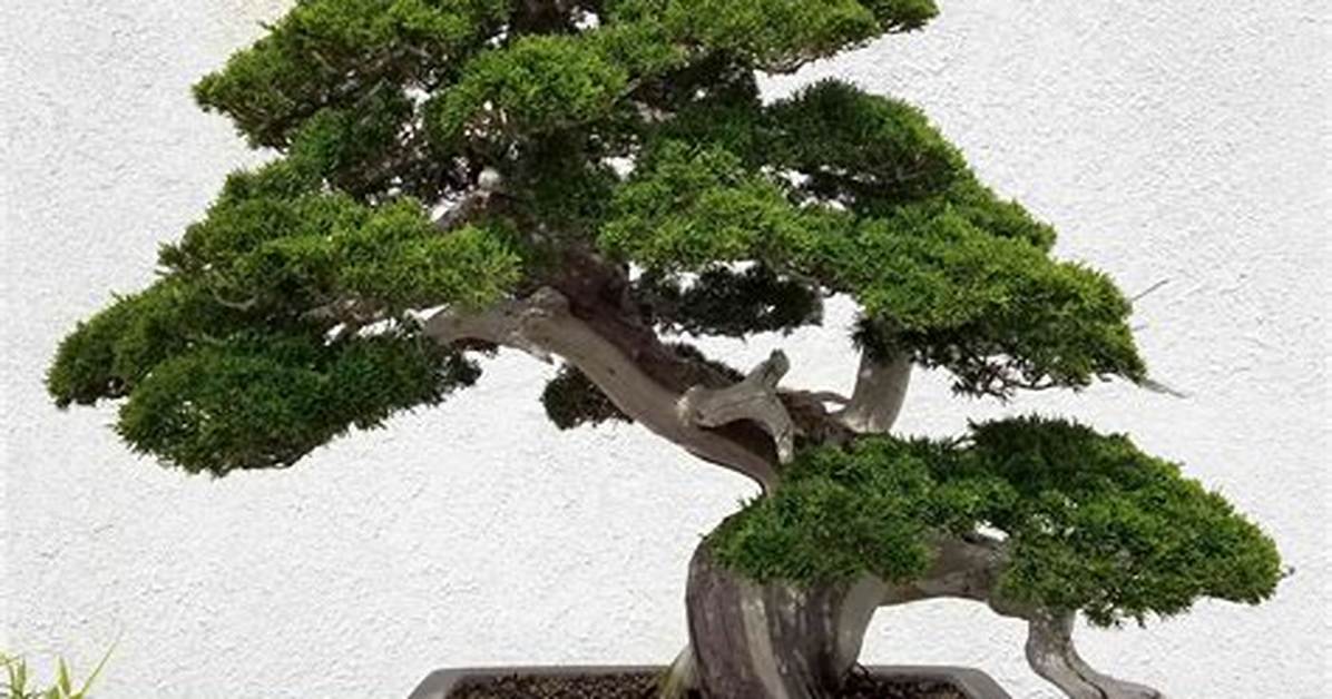 Bonsai Pine Tree