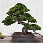 Bonsai Pine Tree