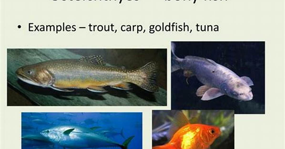 Bony Fish Examples