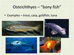 Bony Fish Examples