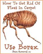 Borax for Fleas
