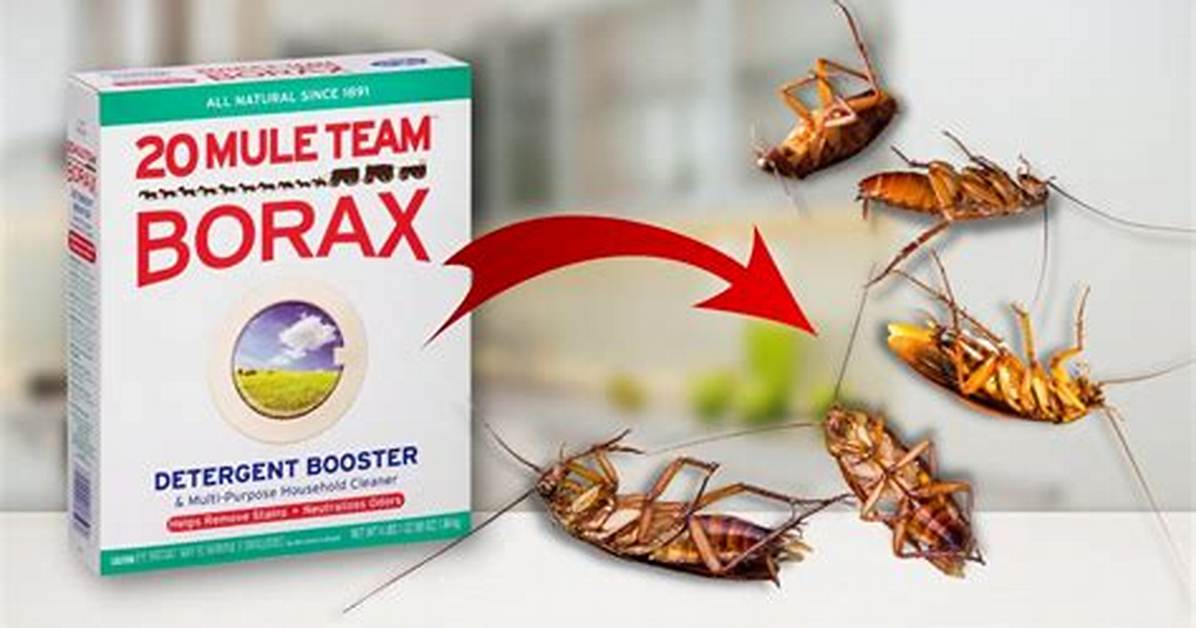 Borax Roach Killer