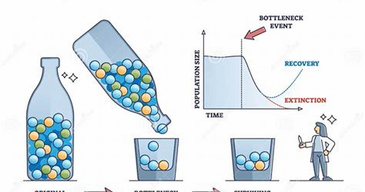Bottleneck Effect Example