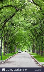 Boulevard-Lining Tree Perhaps