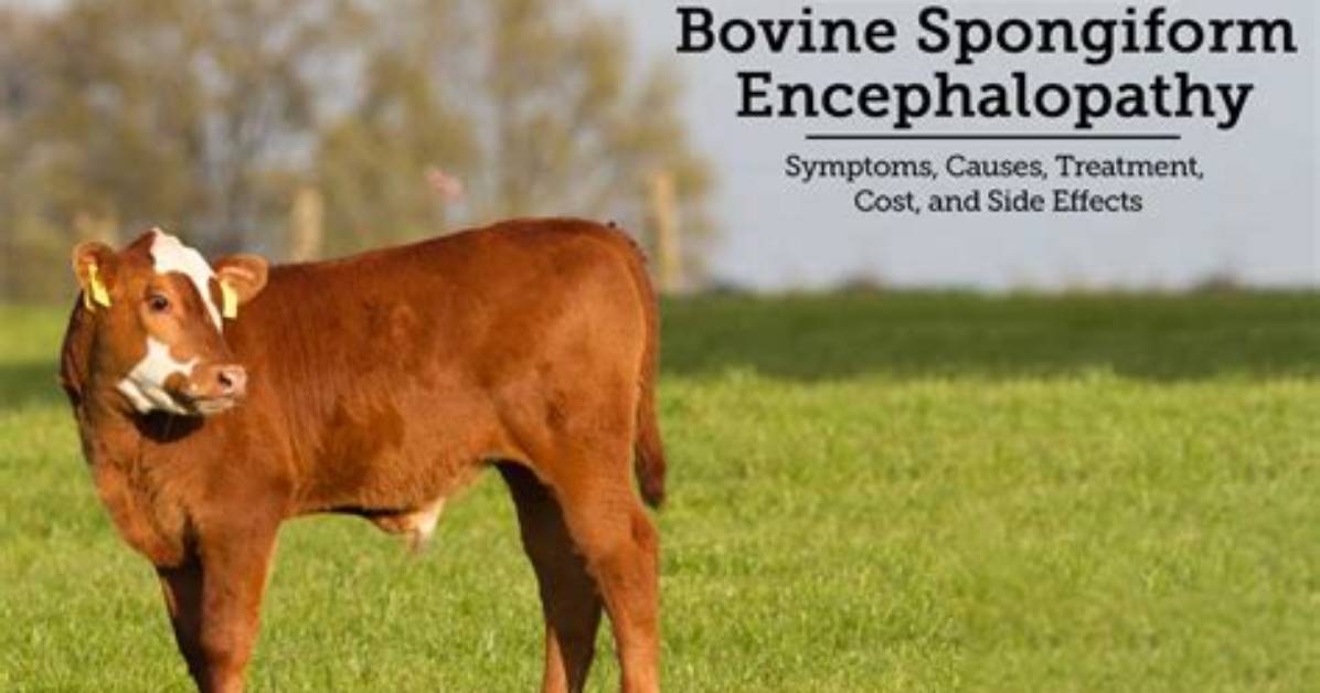 Bovine Cry