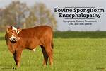 Bovine Cry