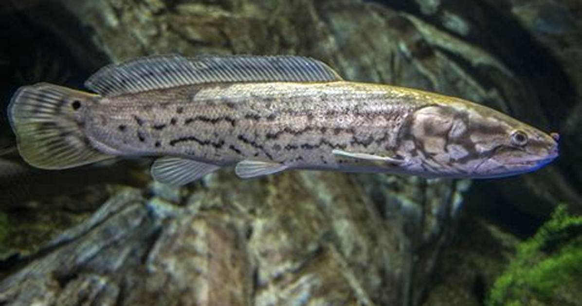 Bowfin Fish