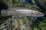 Bowfin Fish