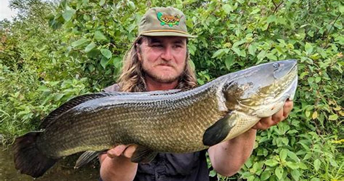 Bowfin Found In