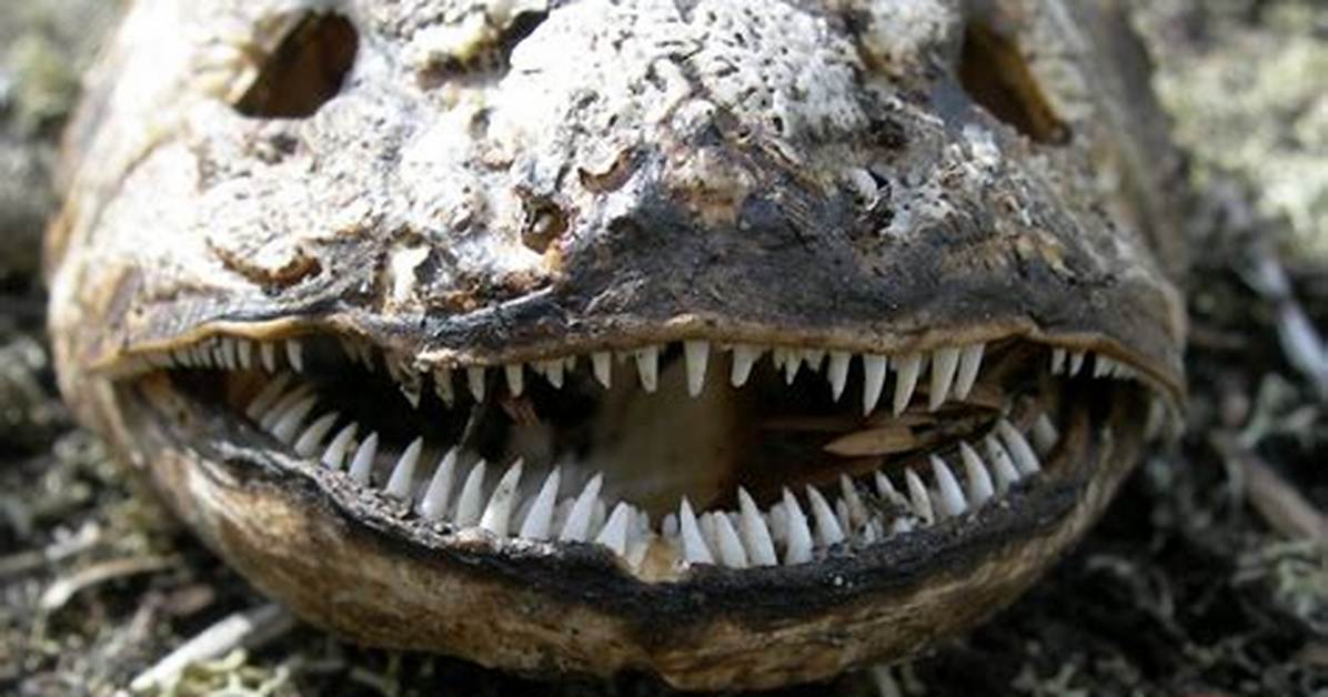 Bowfin Teeth