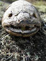 Bowfin Teeth