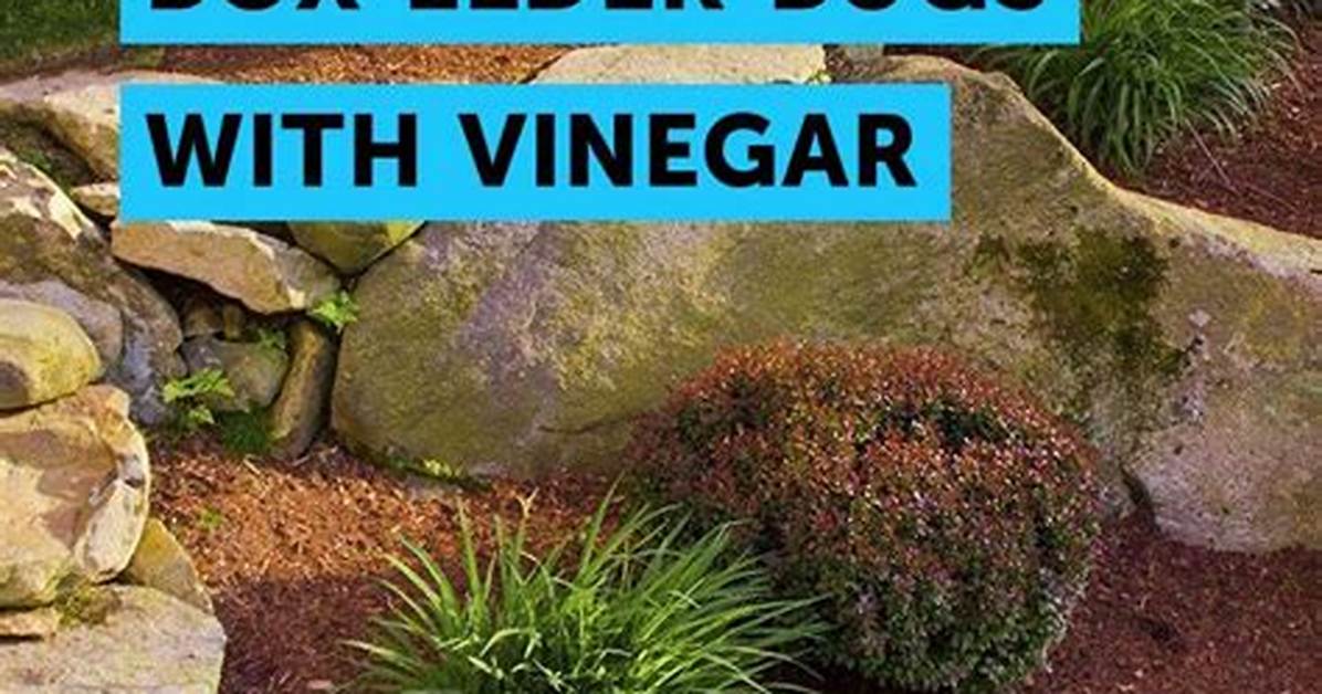 Box Elder Bugs Vinegar