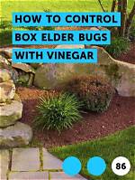 Box Elder Bugs Vinegar