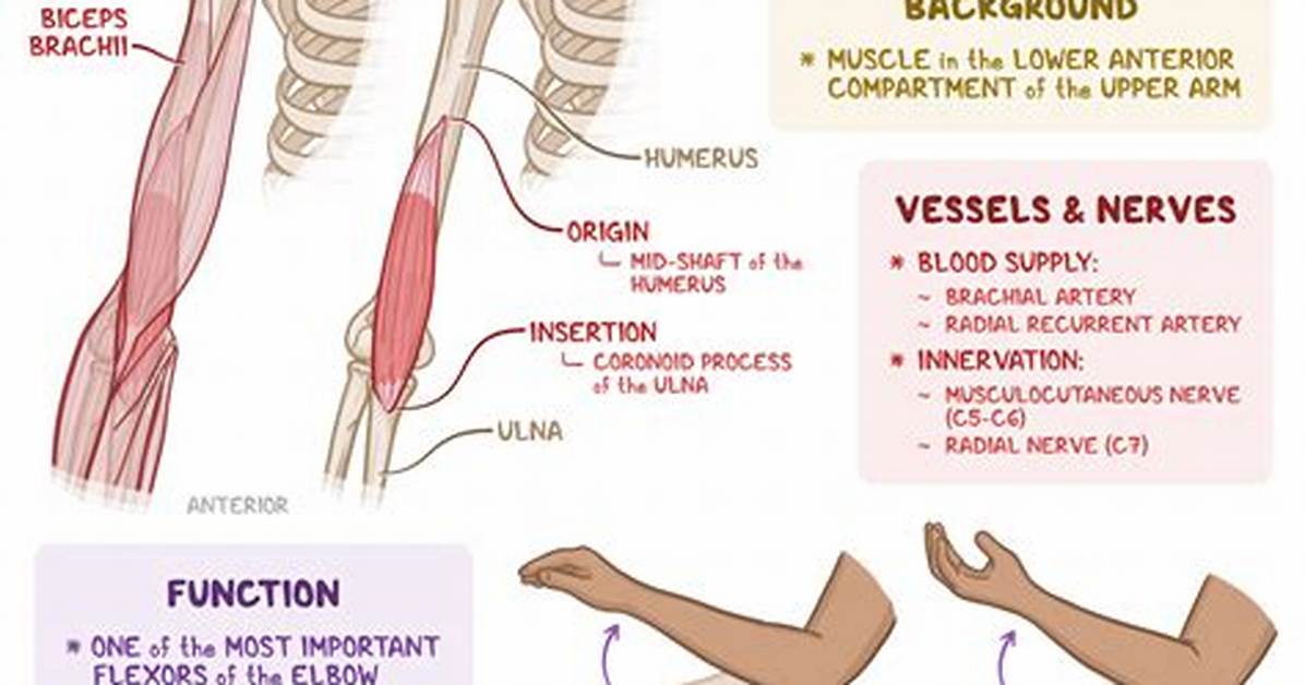 Brachialis Function