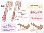 Brachialis Function