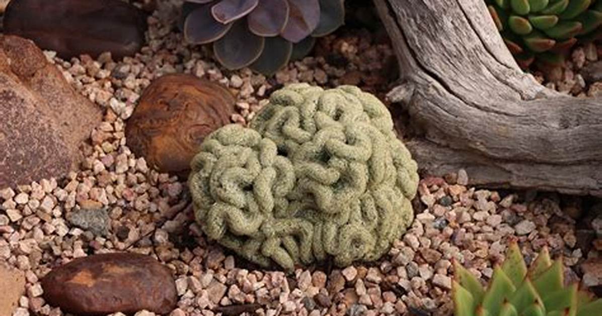 Brain Cactus