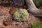 Brain Cactus