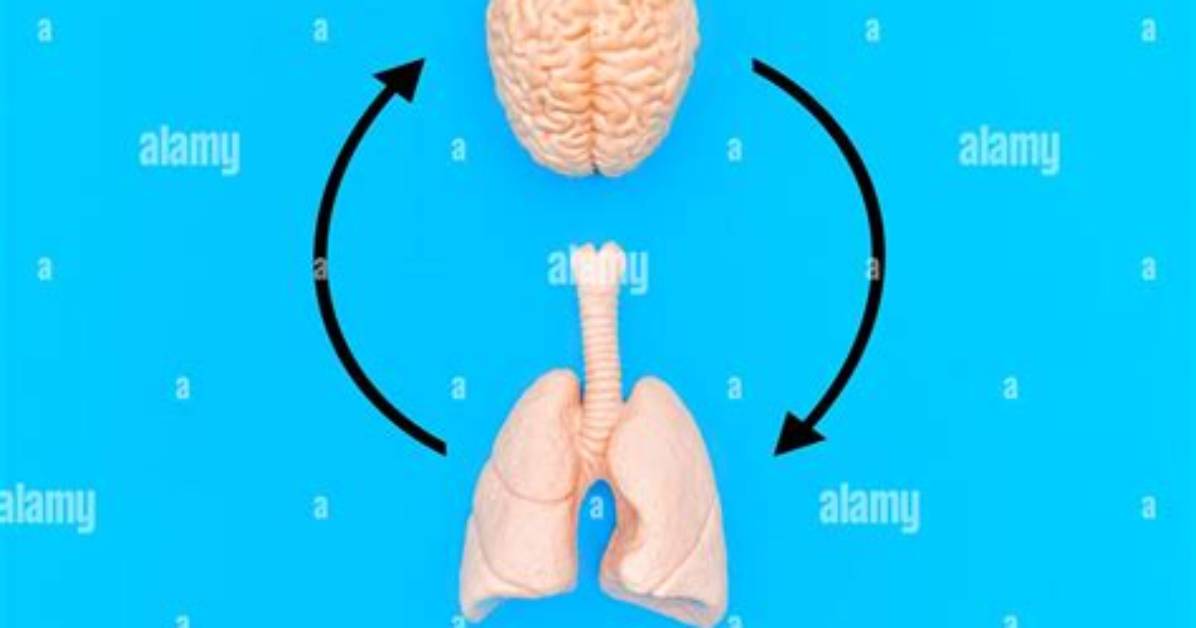Brain or Lung Section