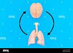 Brain or Lung Section