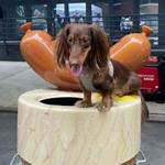 Bria Fleming Pets - Celebrity Pets