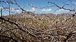 Briar Patch Meaning