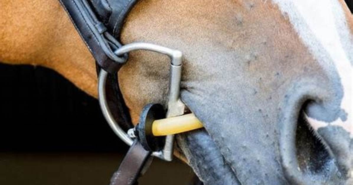 Bridle Attachment