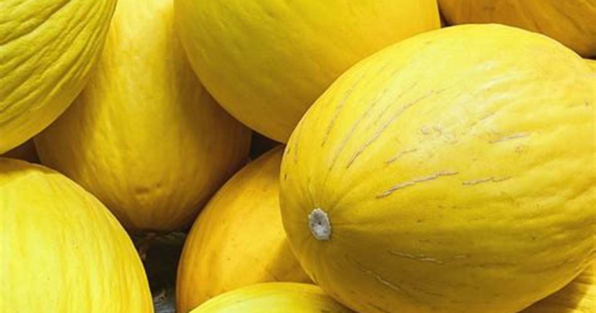 Bright Yellow Melon