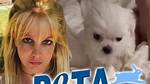 Britney Spears' Fans Want Dogs Taken Away After Dangerous Knife Video Britney Spears Take Dogs Away from Her! !! Fans Urge After Knife Vid Exclusive 5.4K 9/27/2023 1:00 Am Pt
