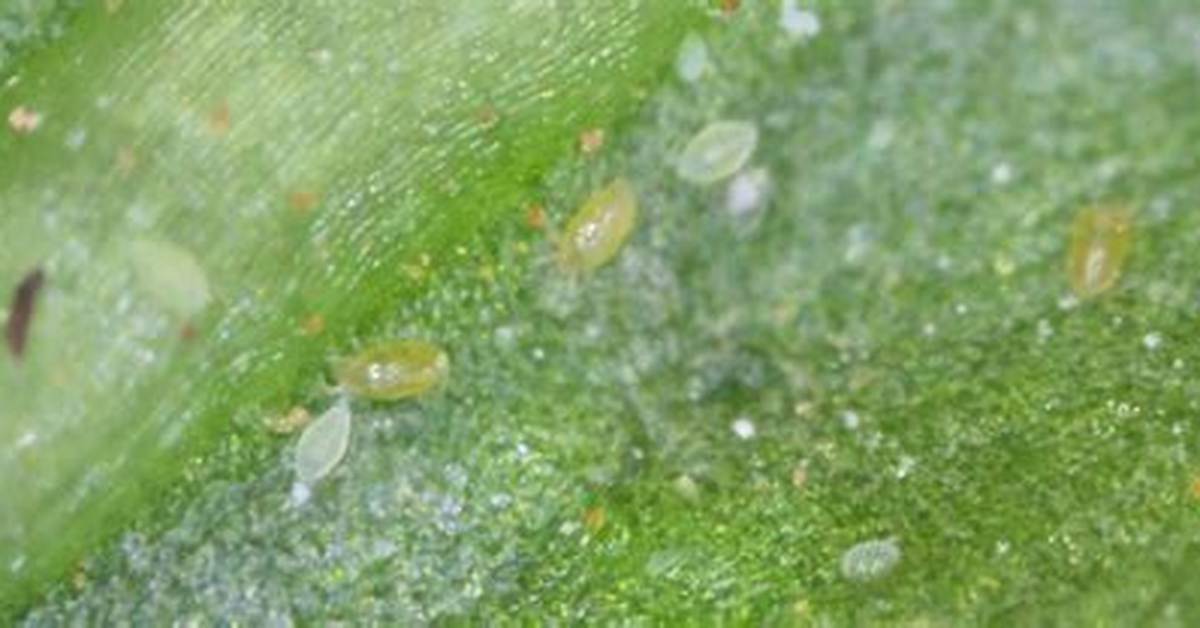 Broad Mites