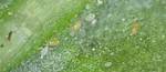 Broad Mites
