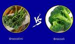 Broccoli vs Broccolini