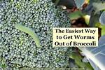 Broccoli Worms