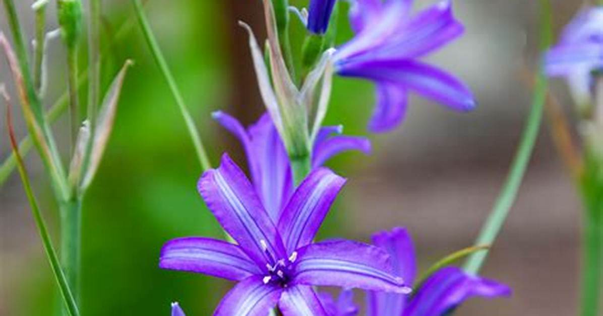 Brodiaea