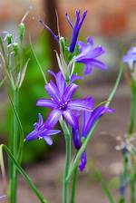 Brodiaea