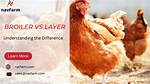 Broiler Meaning