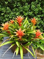 Bromeliads Florida