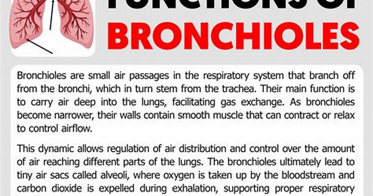 Bronchioles Function