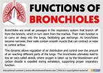 Bronchioles Function