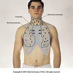 Bronchovesicular