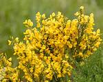 Broom Plant