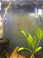 Brown Algae Aquarium