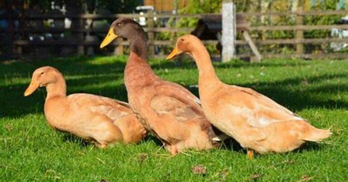 Brown Ducks