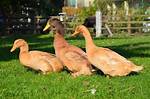 Brown Ducks
