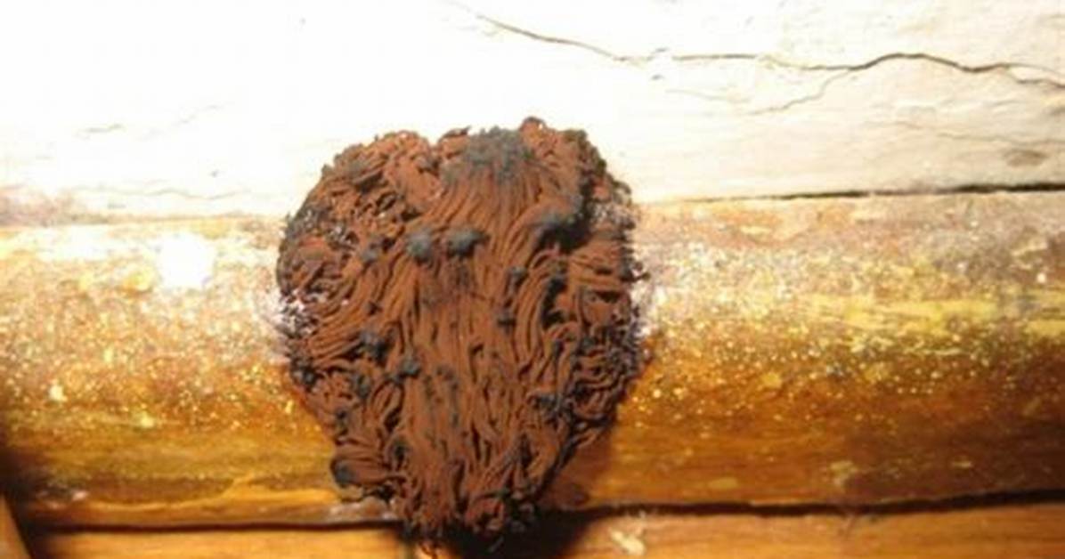 Brown Mold