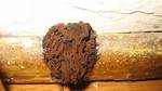 Brown Mold